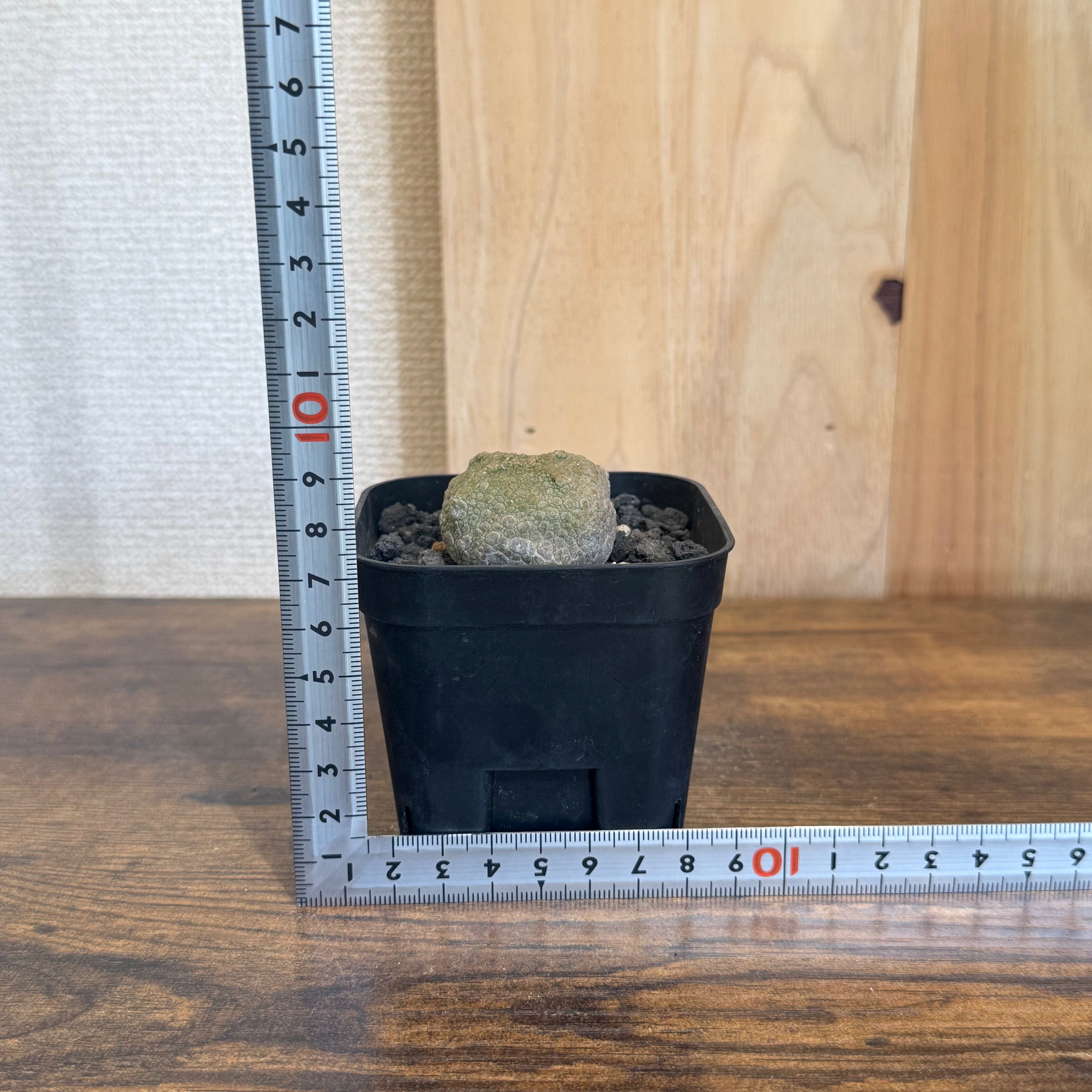 プセウドリトス クビフォルメ