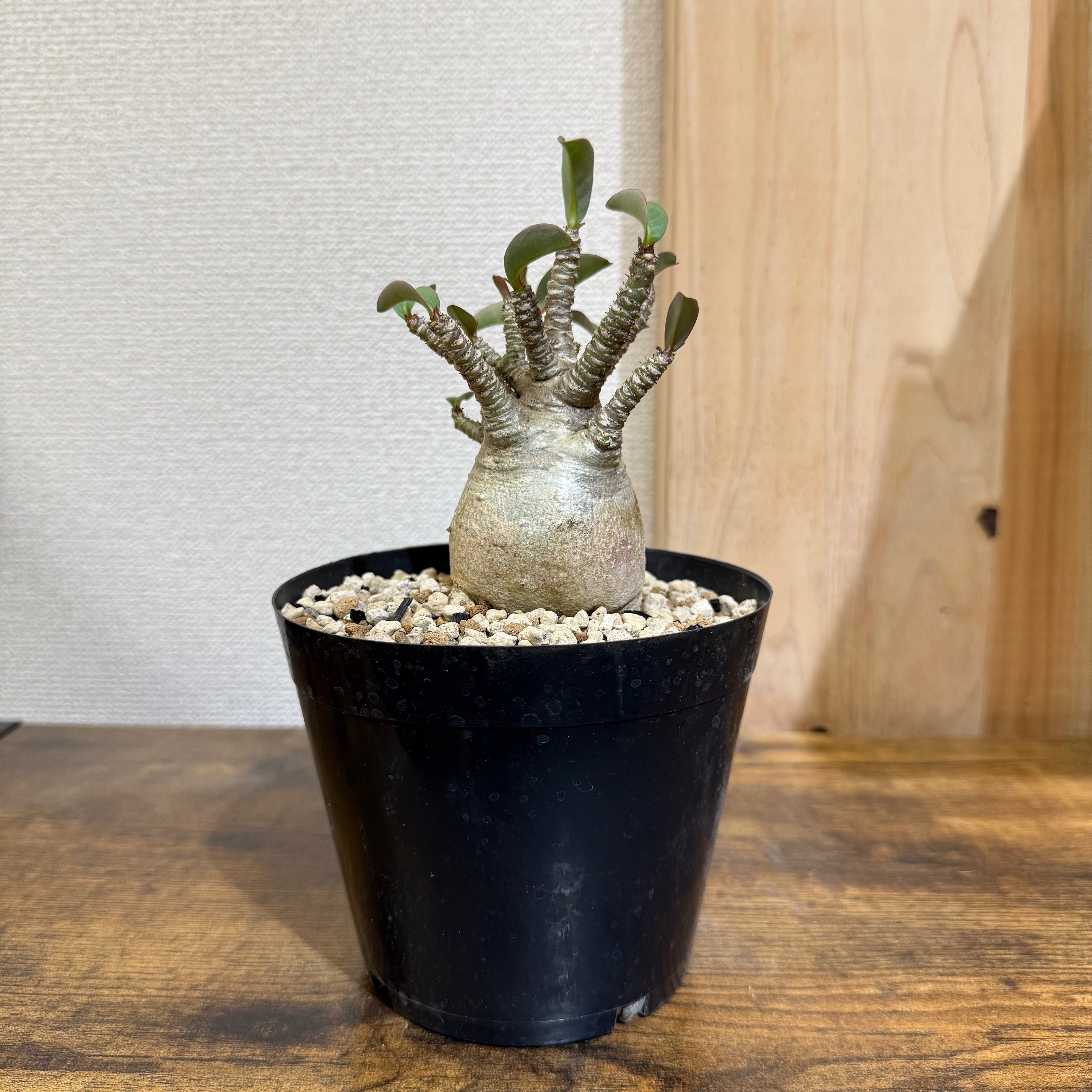 アデニウム アラビカム