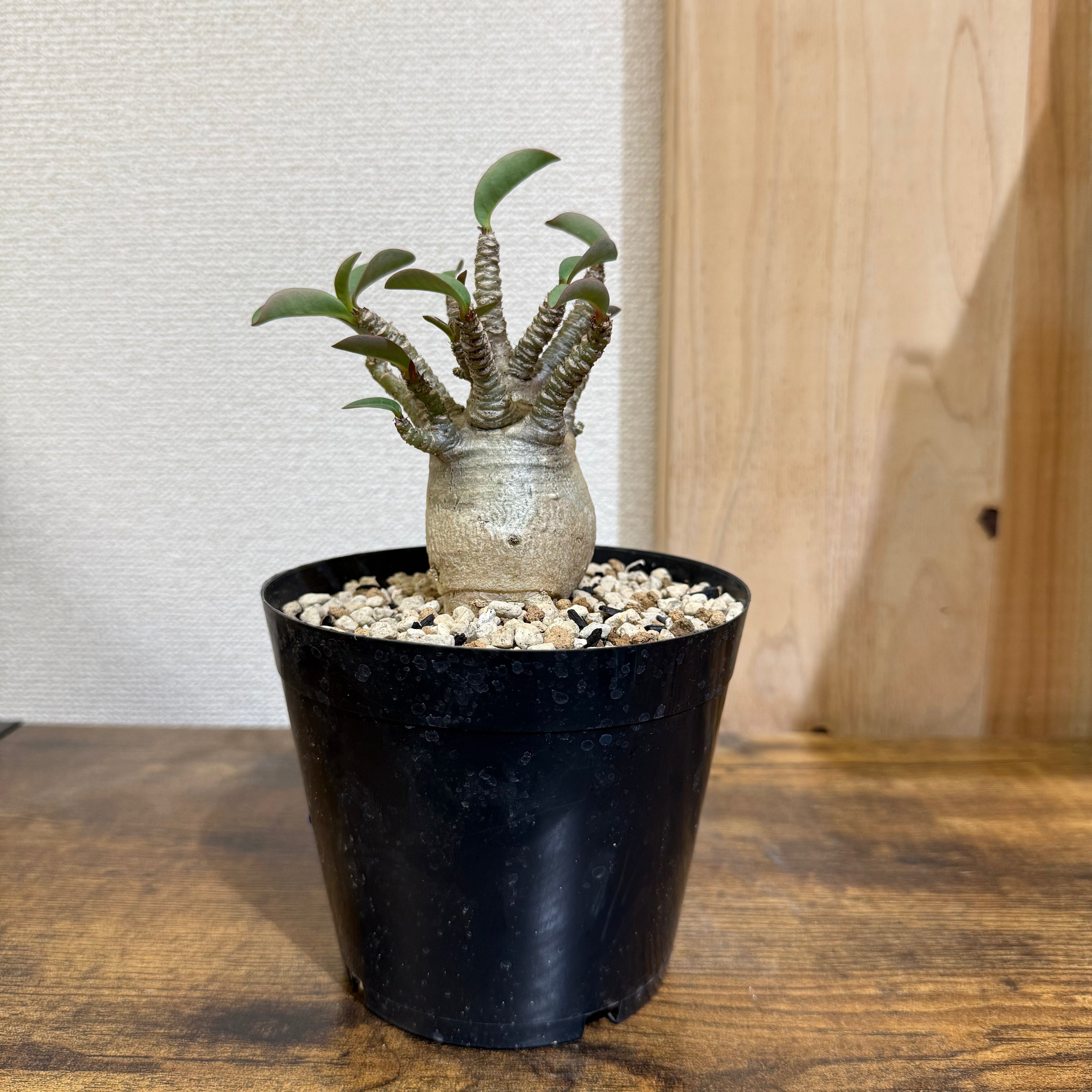 アデニウム アラビカム