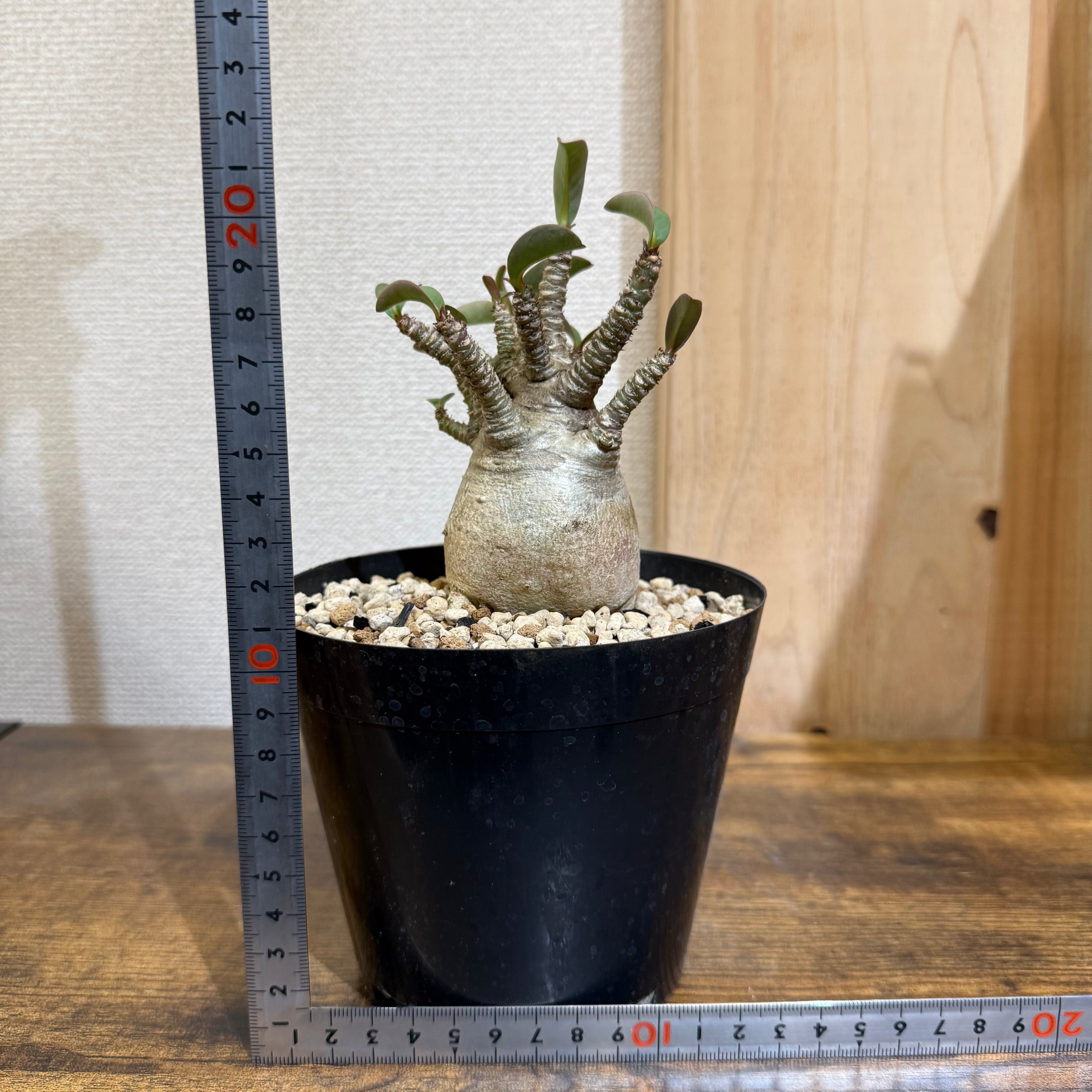 アデニウム アラビカム