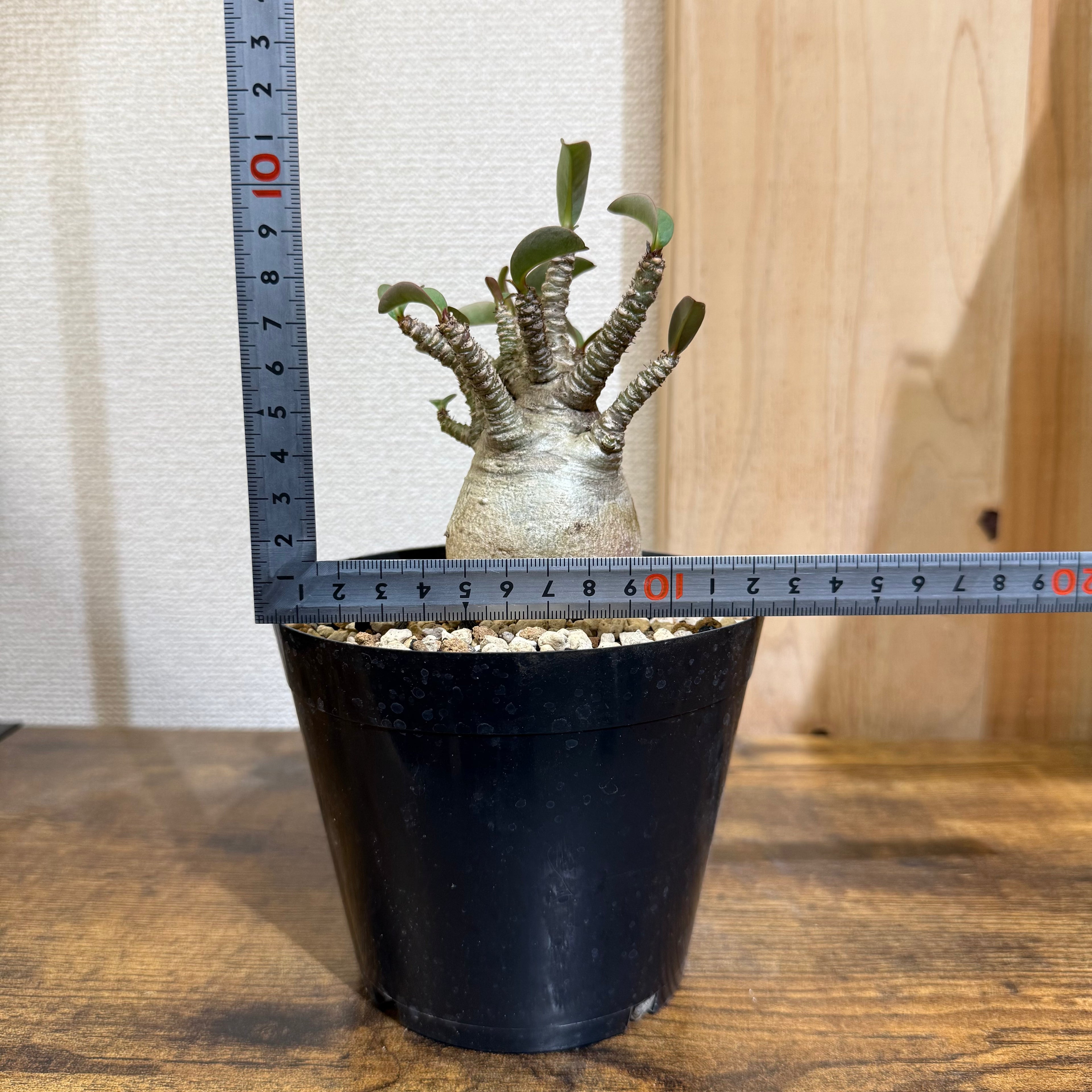 アデニウム アラビカム