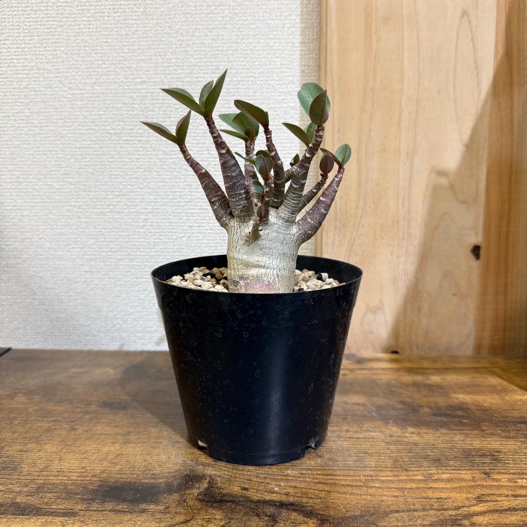 アデニウム アラビカム