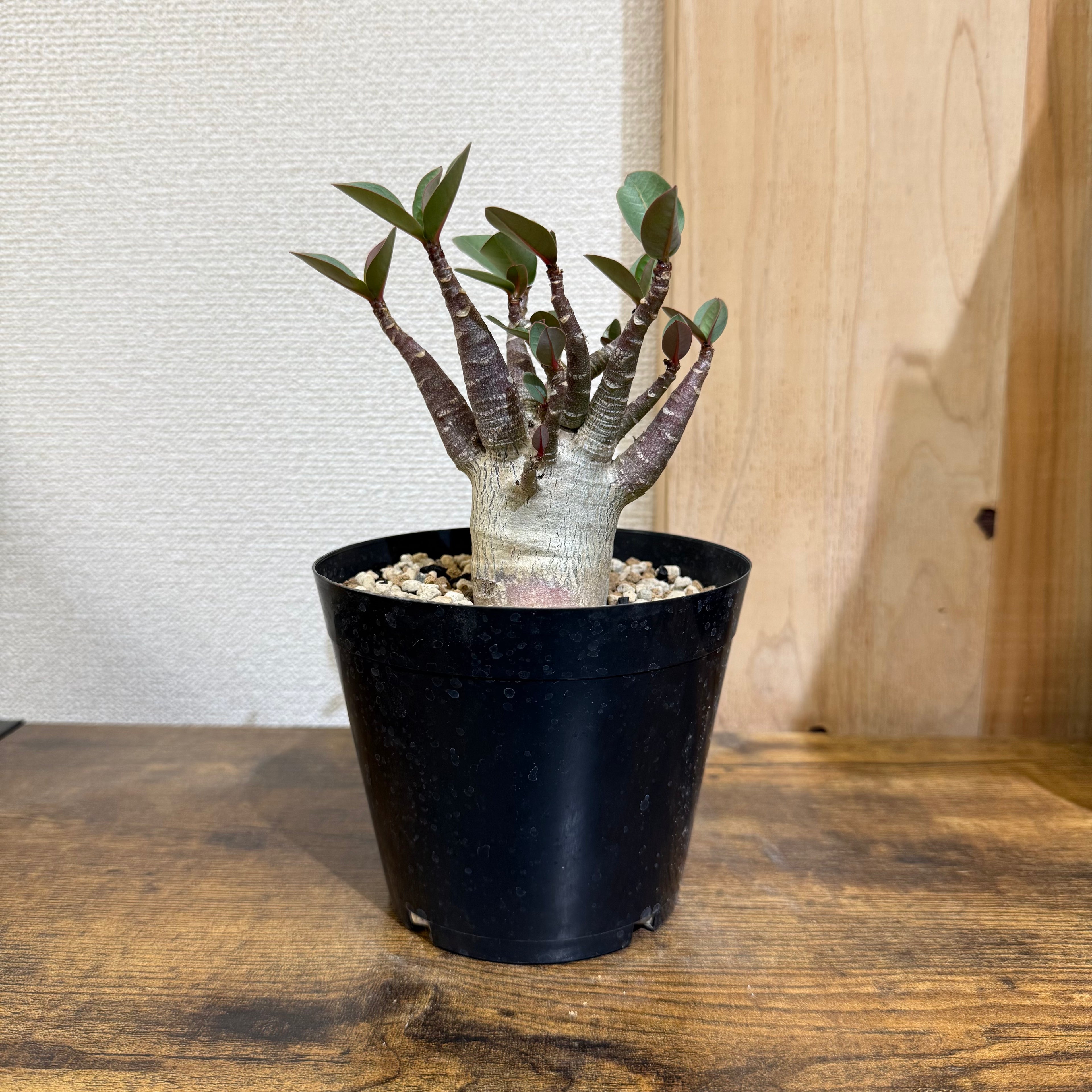 アデニウム アラビカム