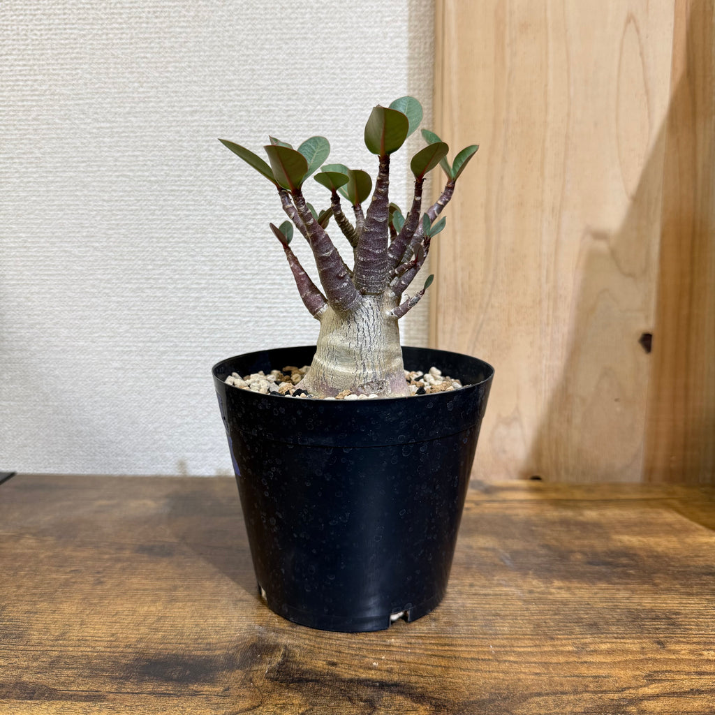 アデニウム アラビカム