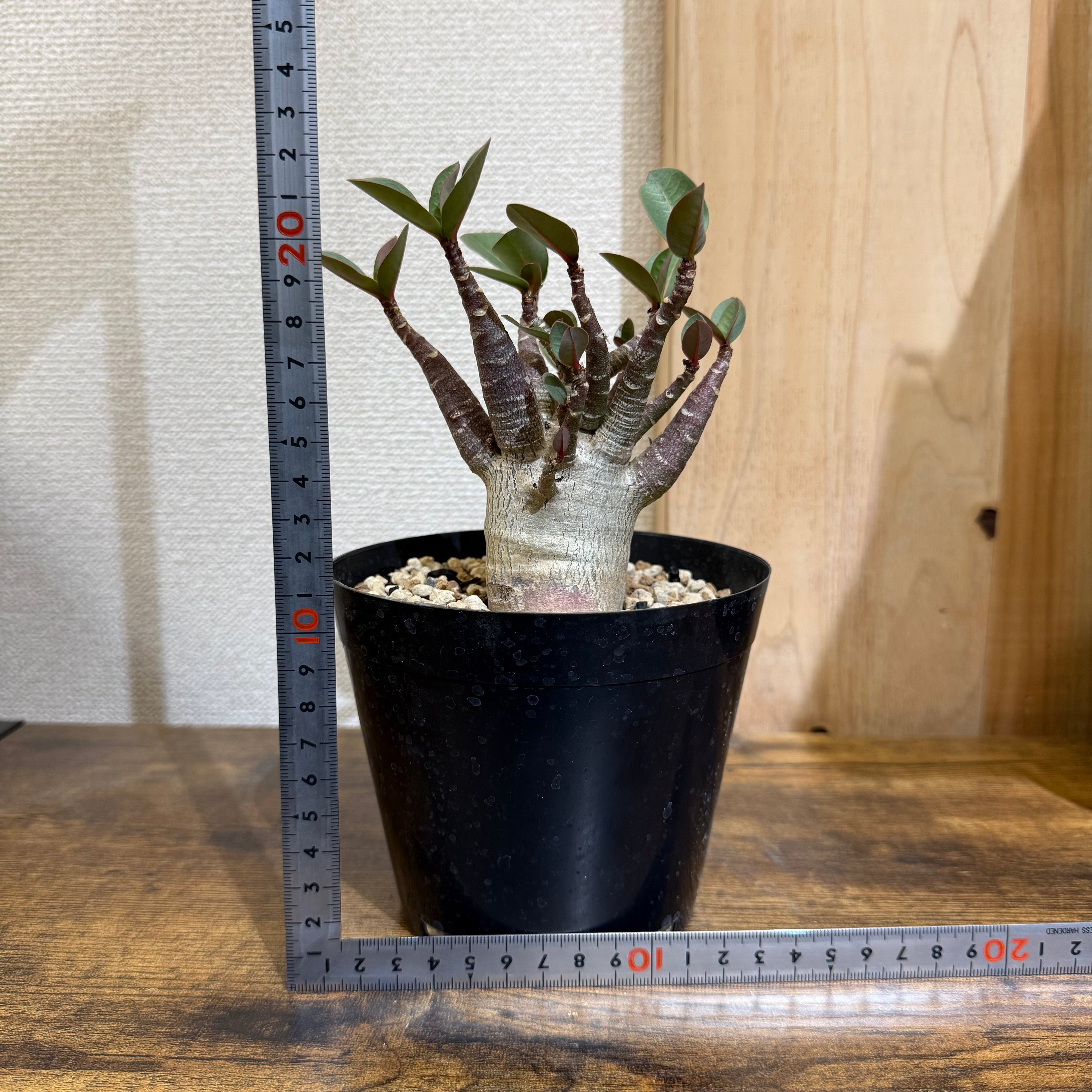 アデニウム アラビカム
