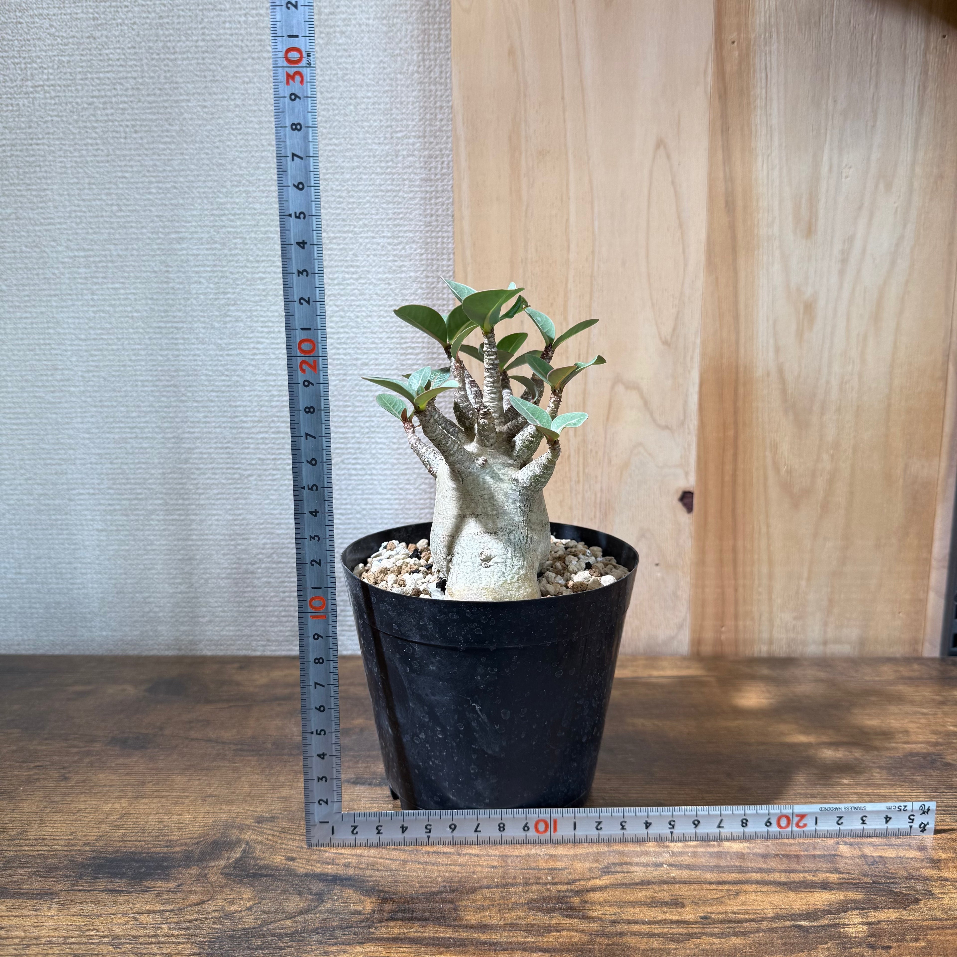 アデニウム アラビカム